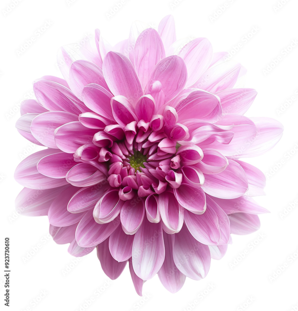 Fototapeta premium chrysanthemum flower on a white background