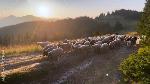 Ukraine, Carpathians - mountains, pasture, Transcarpathia - sheep at sunset walk through forests fields along a dirt road to a farm for milk and cheese production. Gorgany and Chornohora, Goverla.