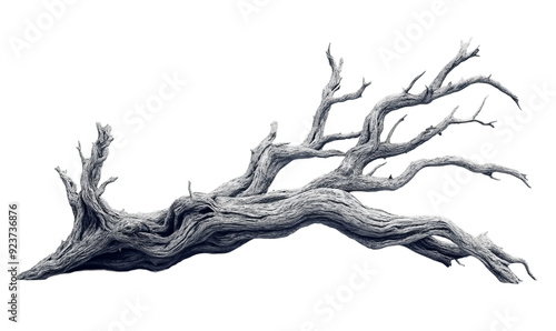 Obraz na płótnie Old white dead tree branch isolated on transparent w salonie
