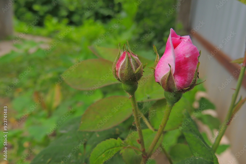 pink rose bud pink rose bud