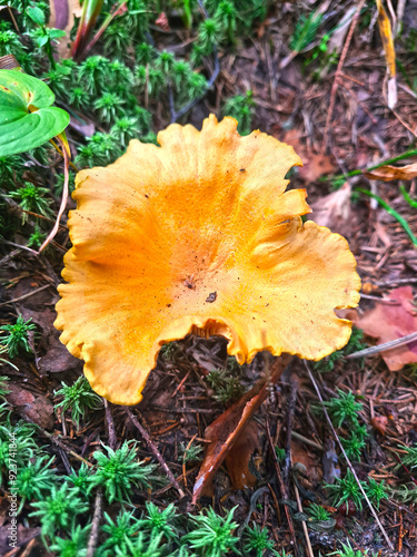 Canvas Print Chanterelle mushrooms in the forest. Top view. Selective focus.