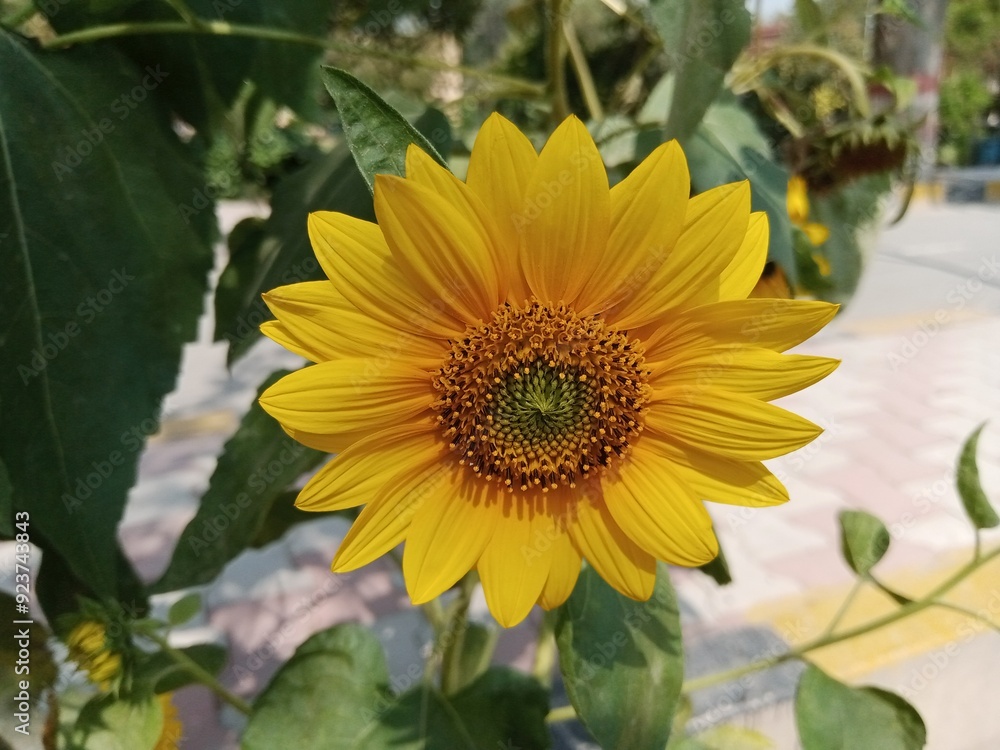 Obraz premium Beautiful fresh yellow sunflower 