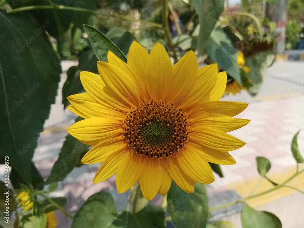 Obraz premium Beautiful fresh yellow sunflower 