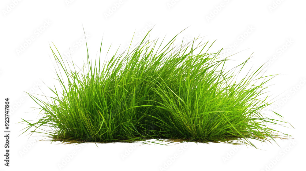 Grass transparent background