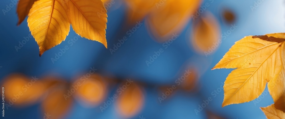 Two Golden Autumn Leaves Against a Blue Sky Two Golden Autumn Leaves Against a Blue Sky