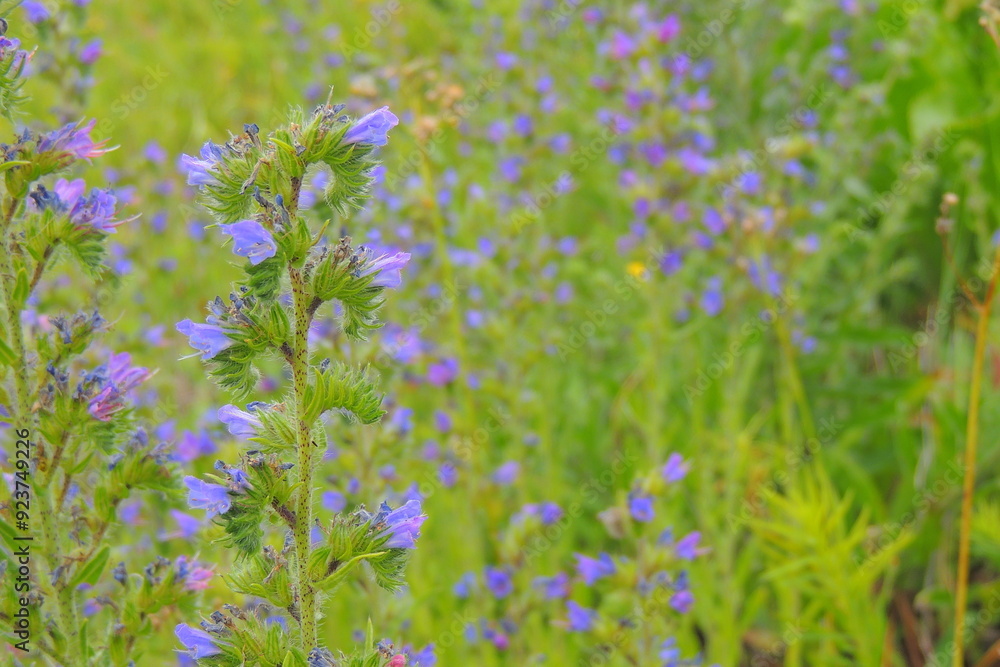 field of flowers field of flowers