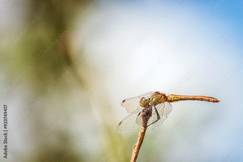 Yellow dragonfly on the branch Yellow dragonfly on the branch