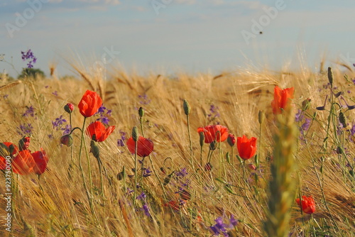 Poppy 