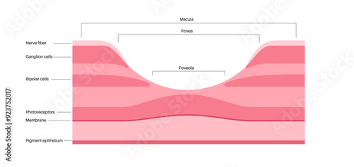 Macula fovea and foveola