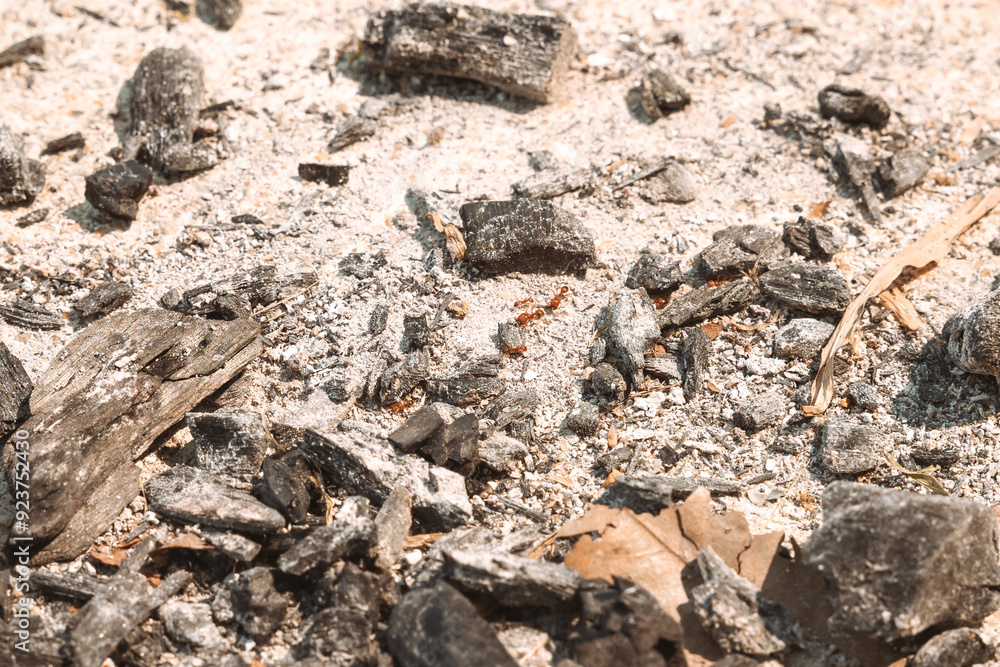 Fire ants are creeping crawl, walking on the pavement ground with burned charcoal ash Fire ants are creeping crawl, walking on the pavement ground with burned charcoal ash