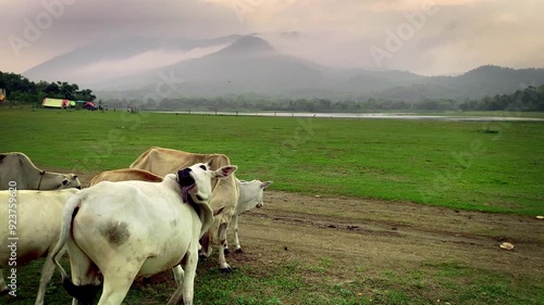 Cows grazing  grass in the foothills of Dalma hills alongside Dimna lake in Jamshedpur, Jharkhand in India  photo