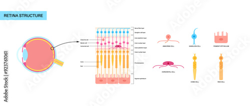 Retina structure poster
