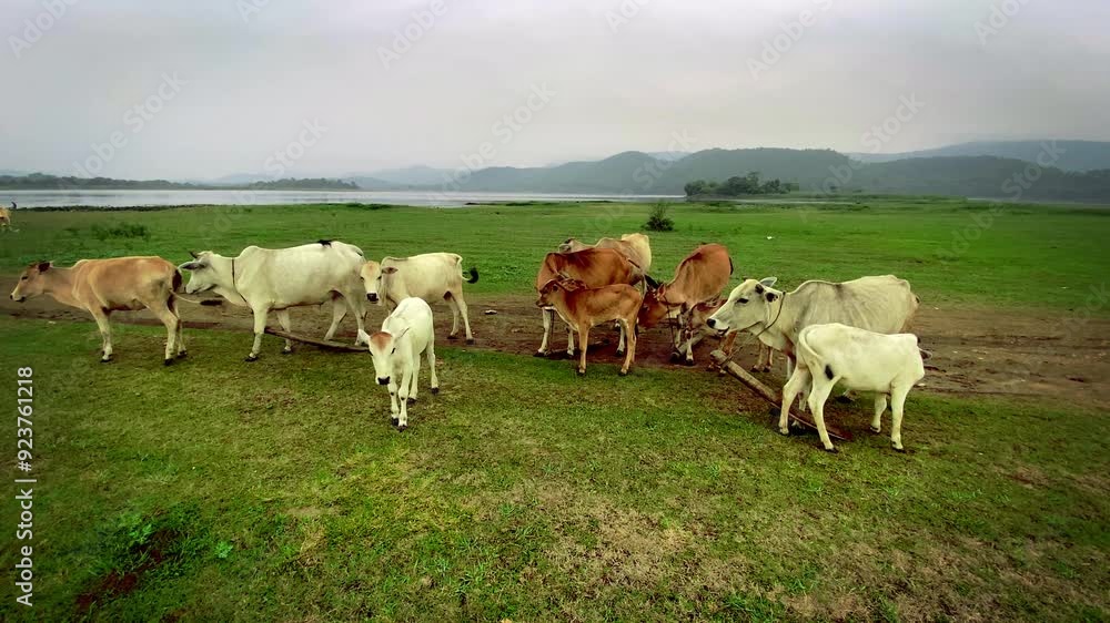 Cows grazing grass in the foothills of Dalma hills alongside Dimna lake in Jamshedpur, Jharkhand in India Cows grazing grass in the foothills of Dalma hills alongside Dimna lake in Jamshedpur, Jharkhand in India