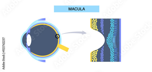 Macula fovea and foveola