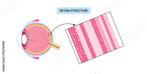 Retina structure poster