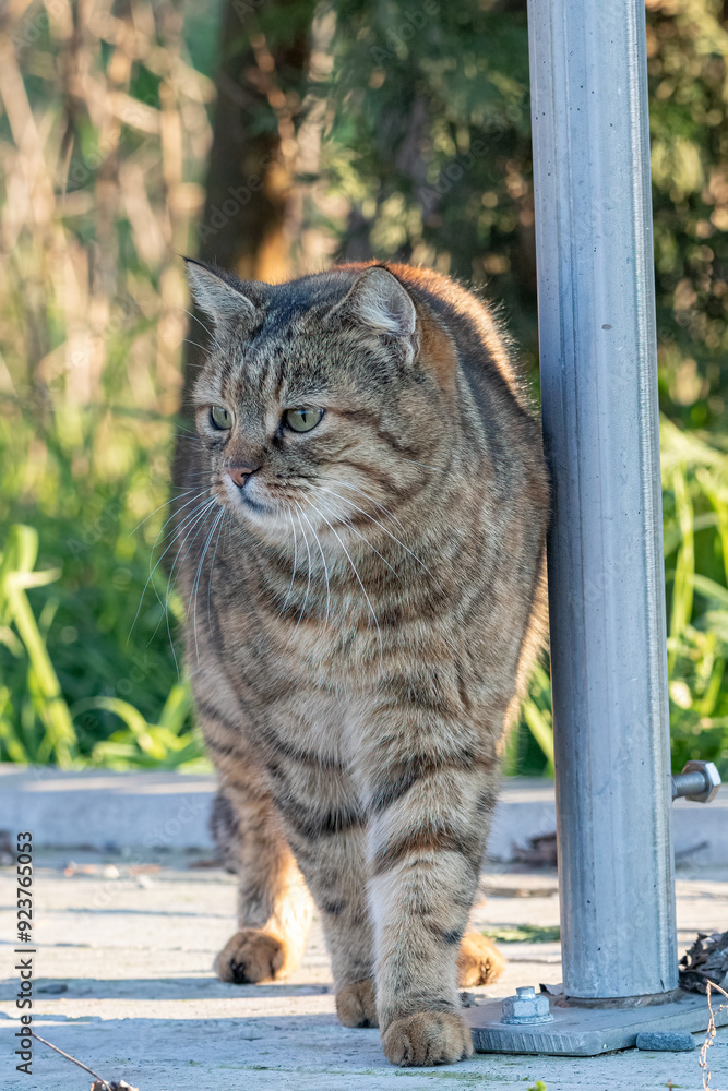Obraz premium gatto domestico