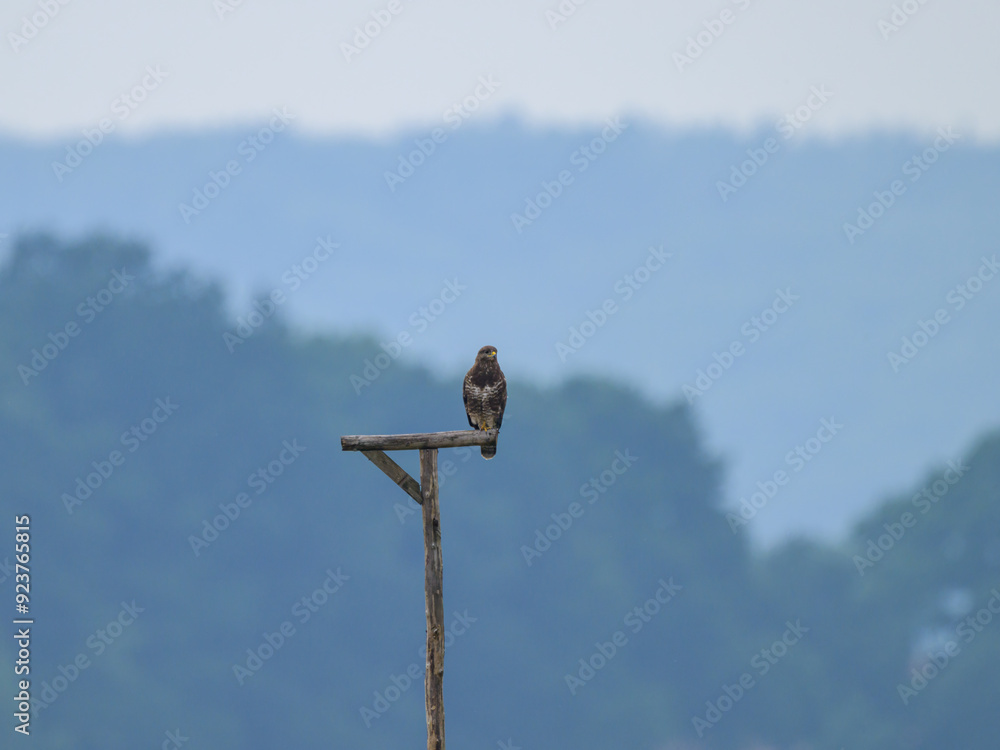 A Common Buzzard sitting on a wooden pole A Common Buzzard sitting on a wooden pole