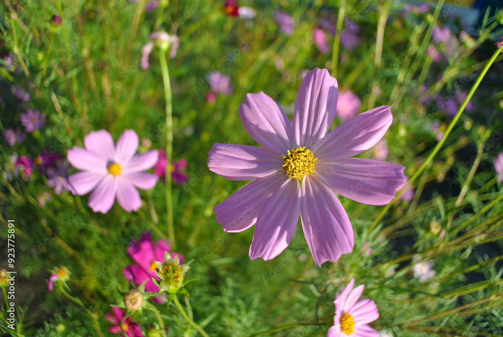 Pink flower on a green background, natural background. Pink flower on a green background, natural background.