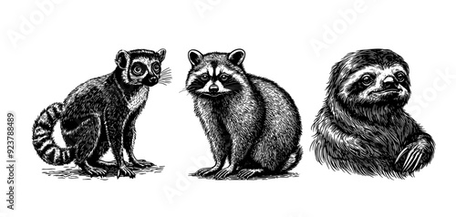 Vector illustration of a lemur, raccoon, sloth in the style of a black-and-white vintage engraving with detailed line and texture work, an elegant and refined drawing for print and design