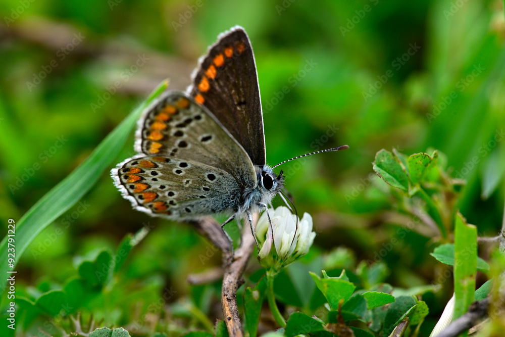 Obraz premium Kleiner Sonnenröschen-Bläuling // Brown argus (Aricia agestis)