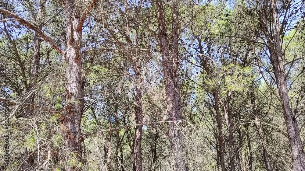 Cicadas sound in a mediterranean forest Cicadas sound in a mediterranean forest