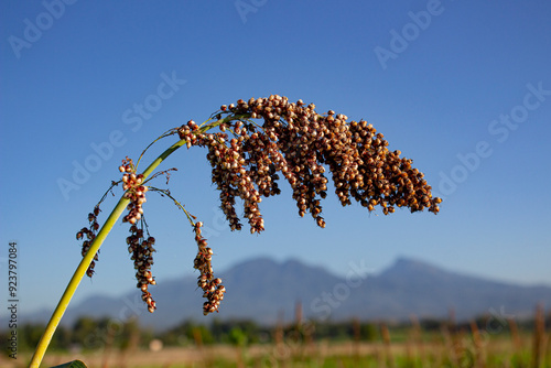 Sorghum bicolor, commonly called sorghum, great millet, broomcorn, guinea corn, durra, imphee, jowar, or milo, is a species in the grass genus  Sorghum cultivated for its grain. photo