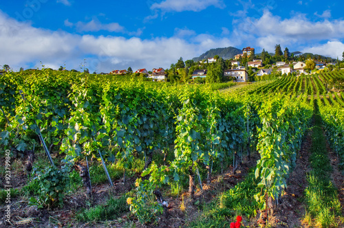 Terraced Vineyards on a Sunny Hillside