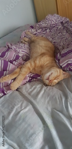 Gato!