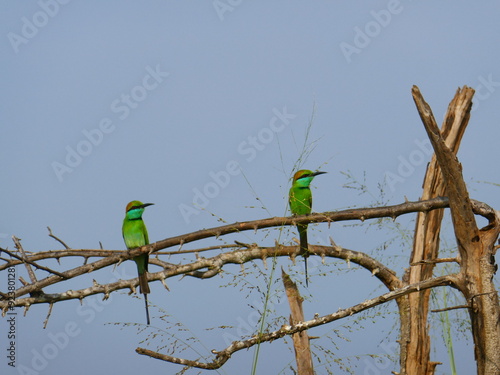 Udawalawe Nationak Park au Sri Lanka photo