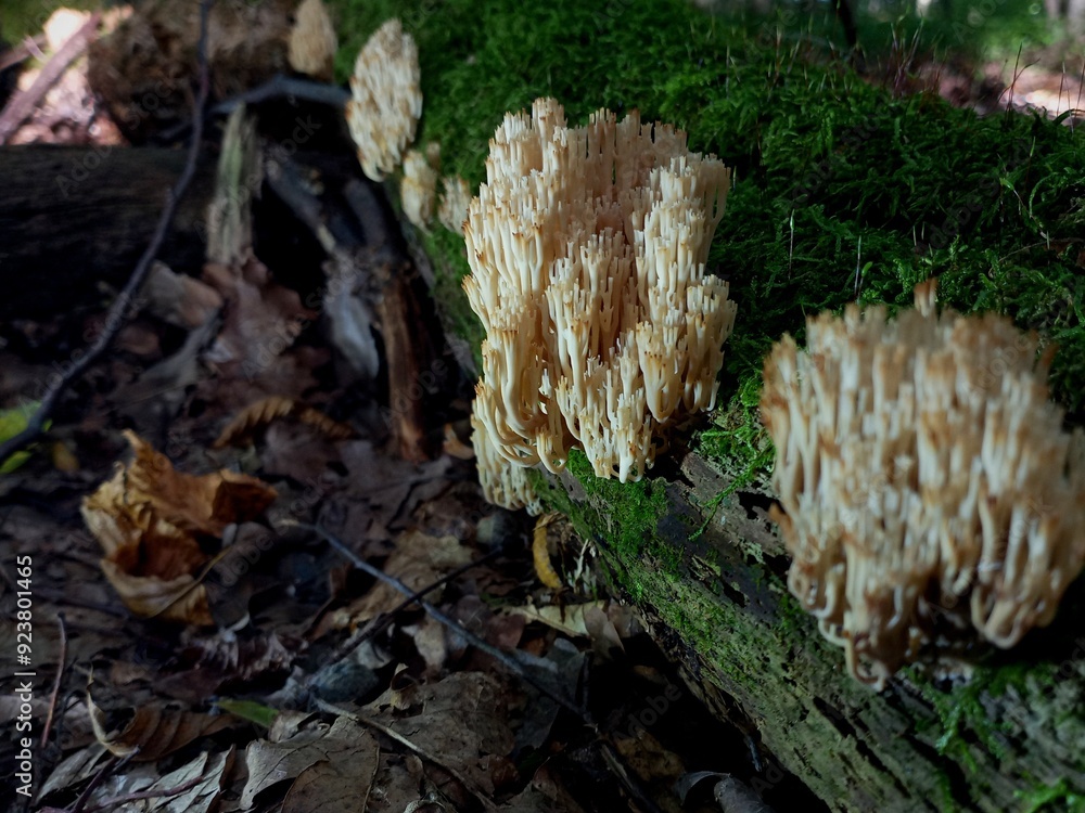Beautiful woody edible deer antler mushrooms on the surface of an old tree in green bright forest moss growing in small groups. Fragile edible mushrooms of white color. Beautiful woody edible deer antler mushrooms on the surface of an old tree in green bright forest moss growing in small groups. Fragile edible mushrooms of white color.