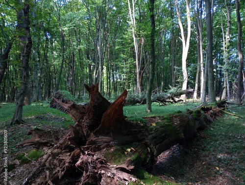 Fallen old trees in the forest. Large trunks of oak and hornbeam trees lie in a green summer forest. Forest landscape with old trees in a green forest. photo