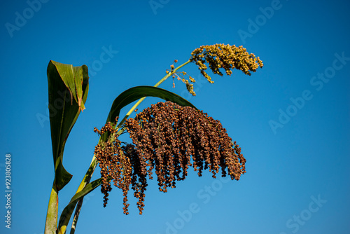 A bunch of Sorghum bicolor, commonly called sorghum, great millet, broomcorn, guinea corn, durra, imphee, jowar, or milo, is a species in the grass genus  Sorghum cultivated for its grain. photo