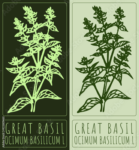 Vector drawing GREAT BASIL. Hand drawn illustration. Latin name is OCIMUM BASILICUM L.
