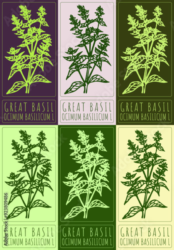 Set of vector drawing GREAT BASIL in various colors. Hand drawn illustration. Latin name is OCIMUM BASILICUM L.
