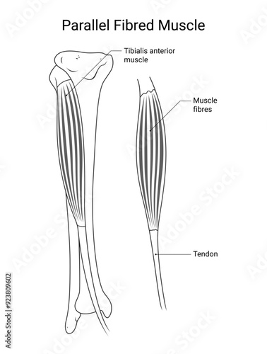 Parallel Fibred Muscle Medical Design in Line Style