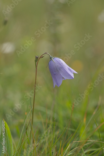 Common harebell growing in chalk grassland