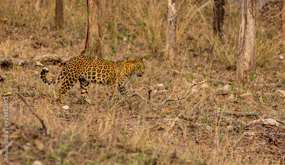 Obraz premium Indian Leopard Standing Looking at Prey, Tadoba National Park, India