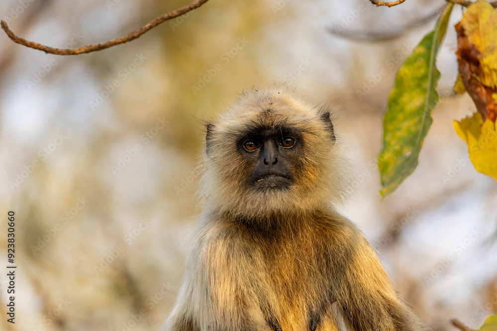 Fototapeta premium Close Up of a Langur Monkey in Tadoba National Park, India