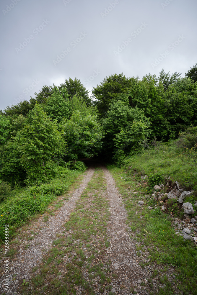Gravel path leads straight into a green summer forest. Gravel path leads straight into a green summer forest.