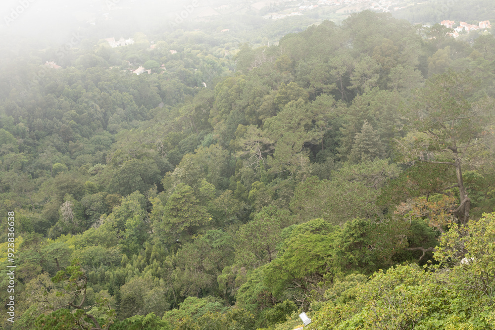 Fototapeta premium A misty forest with lush greenery a breathtaking view from above