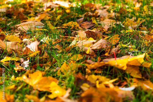 yellow tree leaves on green grass. autumn postcard