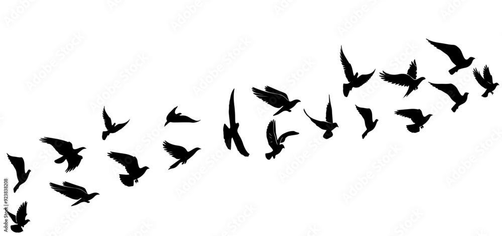 silhouette of flying birds silhouette of flying birds