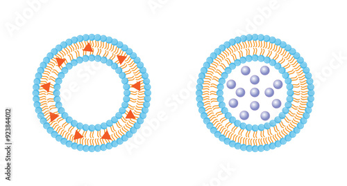 Liposome, with hydrophilic and hydrophobic loads. Phospholipids, Drug encapsulation. Vector illustration.	