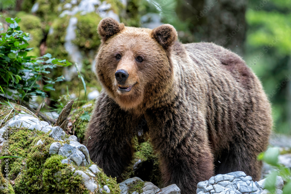 Brown bear - close encounter with a wild brown bear eating in the forest and mountains of the Notranjska region in Slovenia Brown bear - close encounter with a wild brown bear eating in the forest and mountains of the Notranjska region in Slovenia