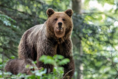 Brown bear - close encounter with a wild brown bear eating in the forest and mountains of the Notranjska region in Slovenia