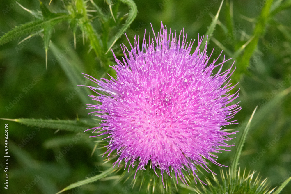Close up of a purple scotch thistle weed flower. It’s spiky, prickly and defensive design protects it. Close up of a purple scotch thistle weed flower. It’s spiky, prickly and defensive design protects it.