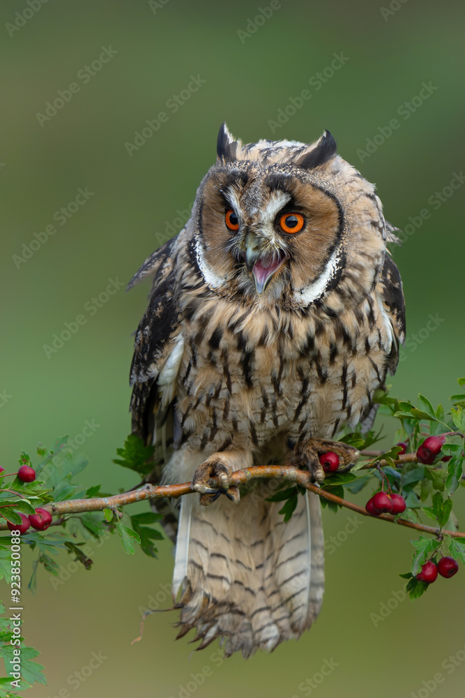 Naklejka premium Beautiful long-eared owl (Asio otus) on a branch in Gelderland in the Netherlands with a dark background .