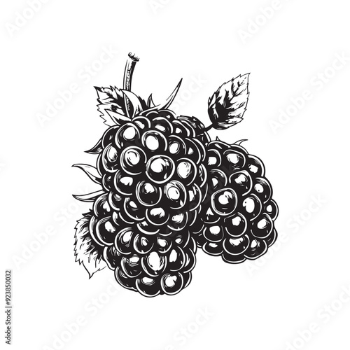 Blackberry vector design on white background - Black and white sketch of blackberry