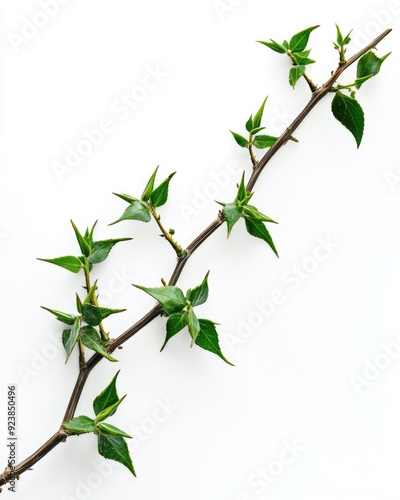 Thorn Vine. Close-up Image of Invasive Greenbriar Vine Isolated on White Background photo