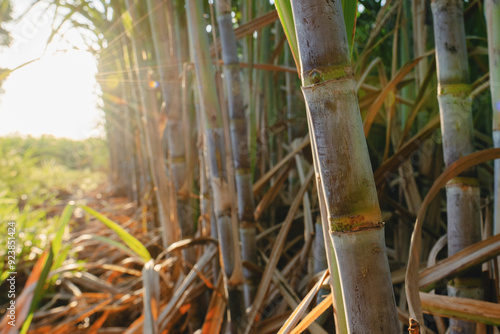 Canvas Print field of sugarcane is shown with a blue sky in the background
